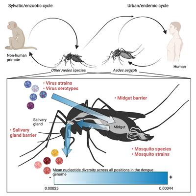 Frontiers | Intra-Host Diversity Of Dengue Virus In Mosquito Vectors